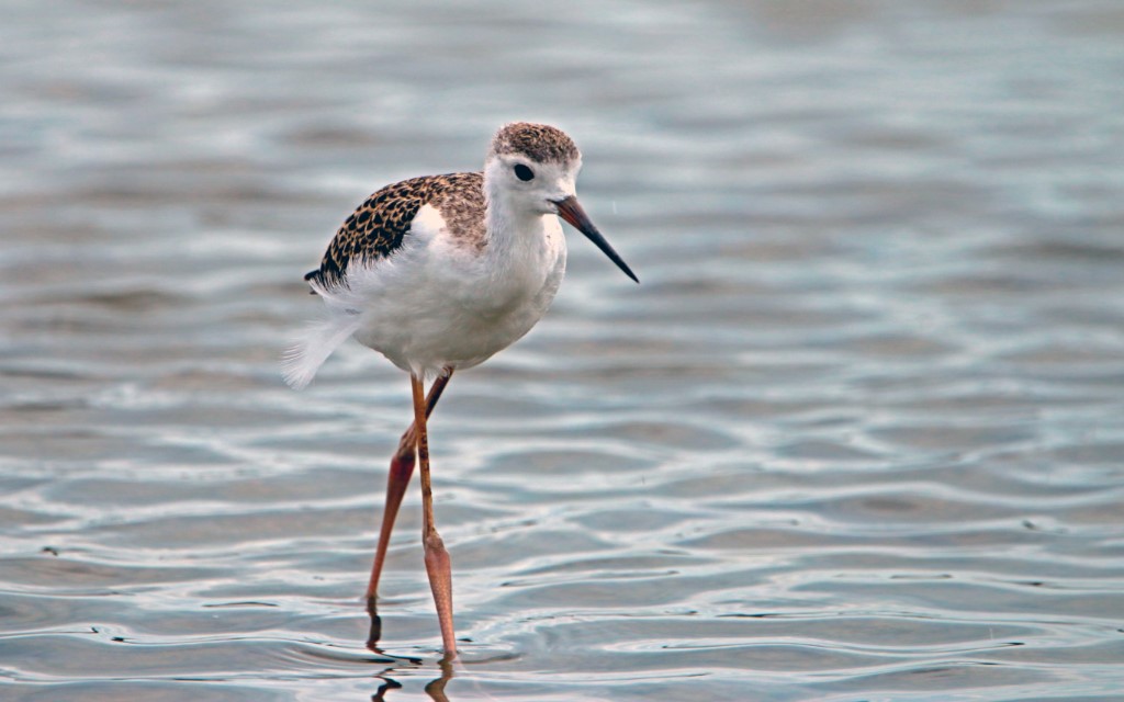 Perching Birds